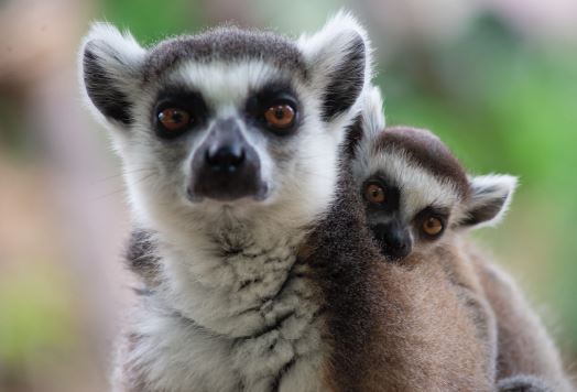 Protection inclusive de la forêt primaire malgache